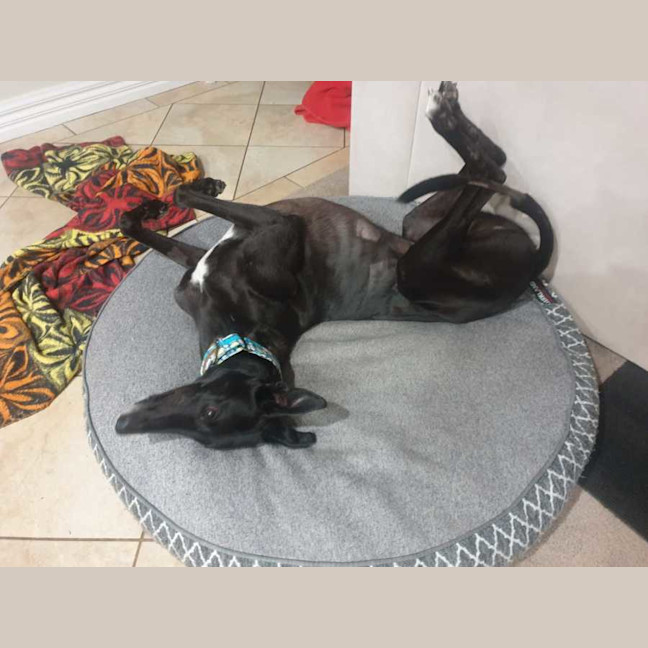 Photo of Scooby, The Greyhound