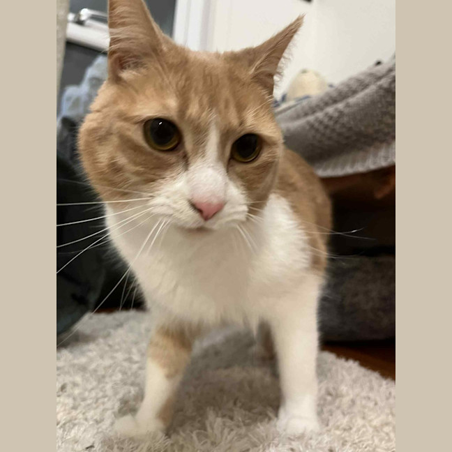 Photo of Mango   Located In Brunswick