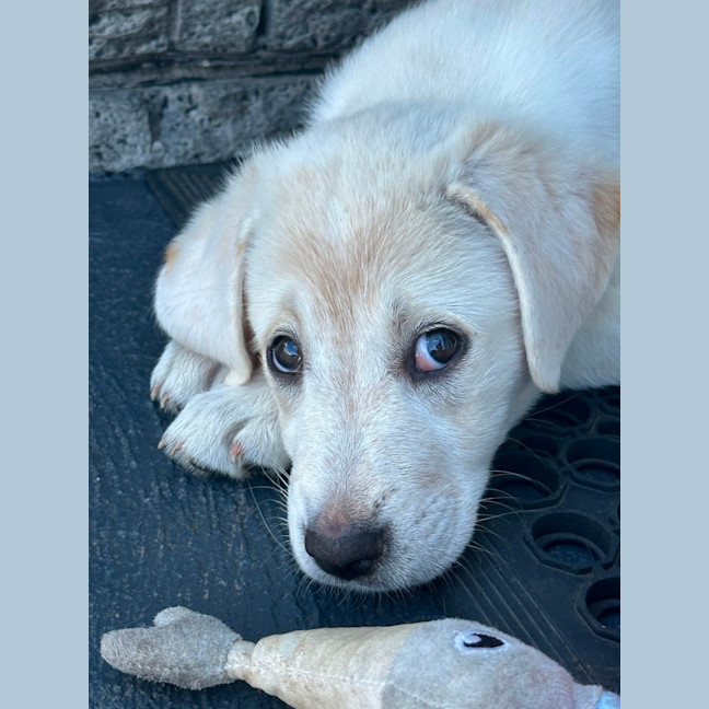 Photo of Marley 🐾🐶