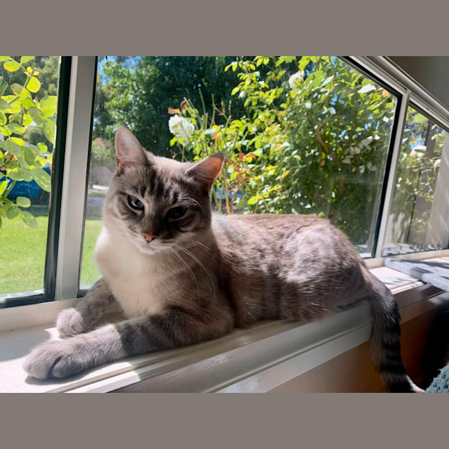 Photo of Luna Blue Eyes