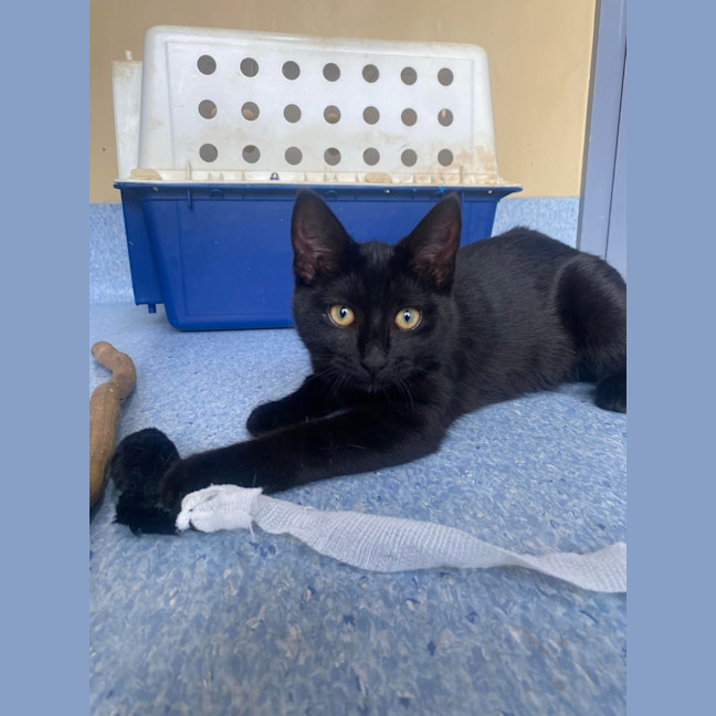 Photo of Sabrina   Located In Kew