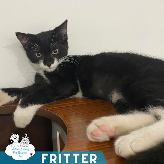 Photo of Fritter