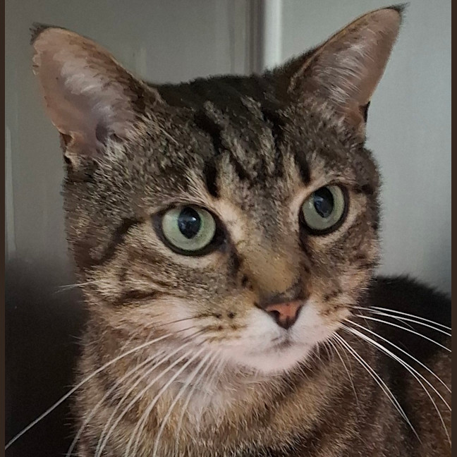 Photo of Loki