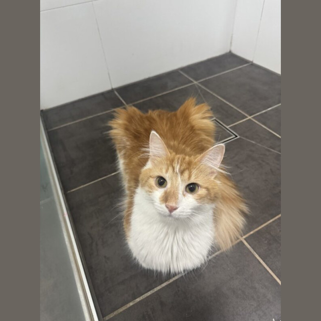 Photo of Tony Pepperoni