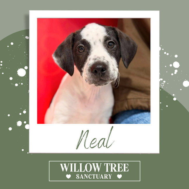 Photo of Neal