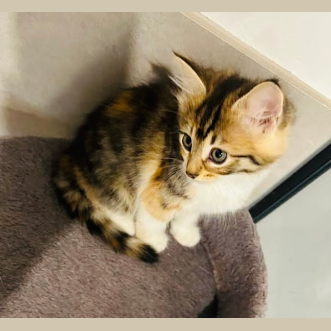 Photo of Cinnamon & Nutmeg
