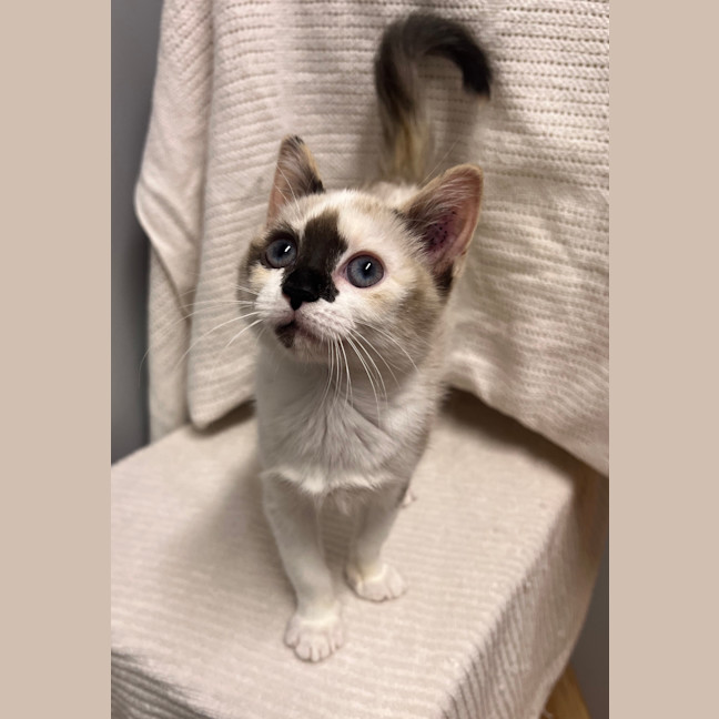 Photo of Lumi