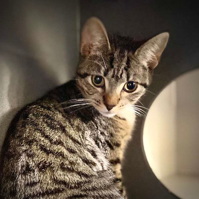 Photo of Sadie