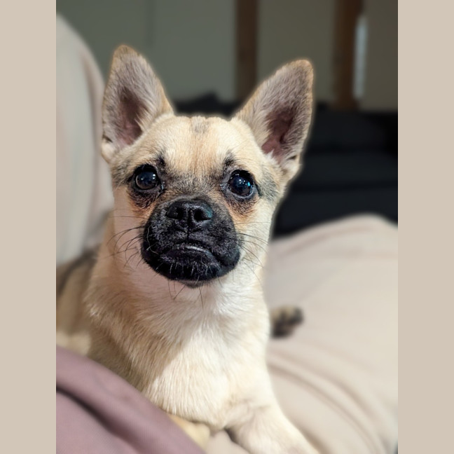 Photo of Bug 