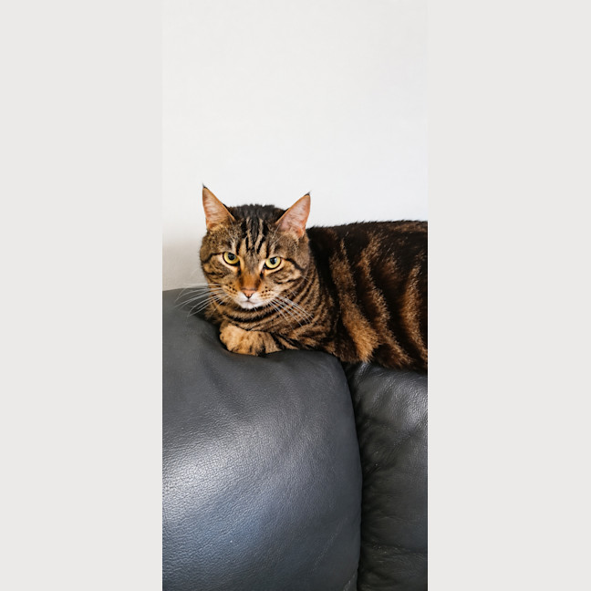 Photo of Tilly 