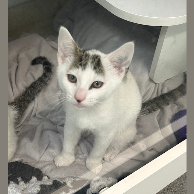 Photo of Boo