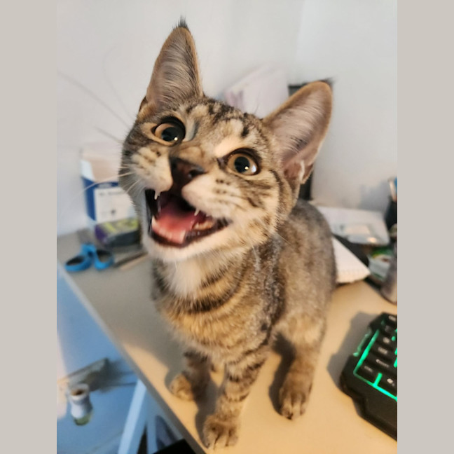 Photo of Tiger