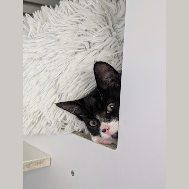 Photo of Louis