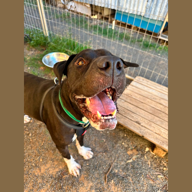Photo of Boof