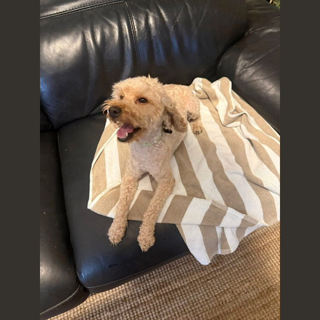 Photo of Alfie