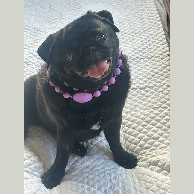 Photo of Gracie 🐼