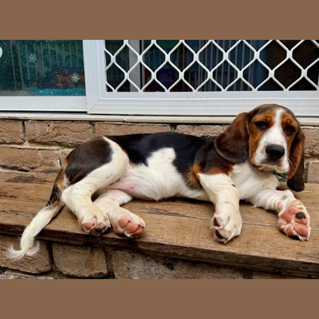 Photo of June   5 Month Old Basset Hound X Beagalier