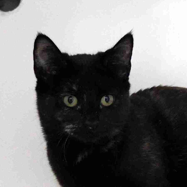 Photo of Cocoa Suk013686