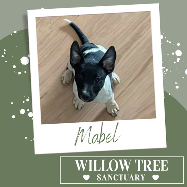 Photo of Mabel