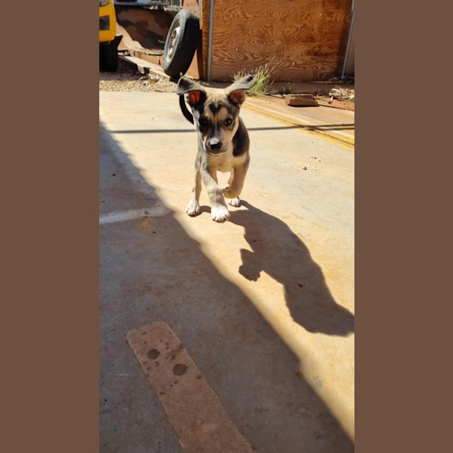 Photo of Balto (Spyro)