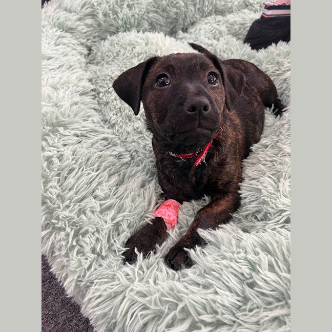 Photo of Mocha