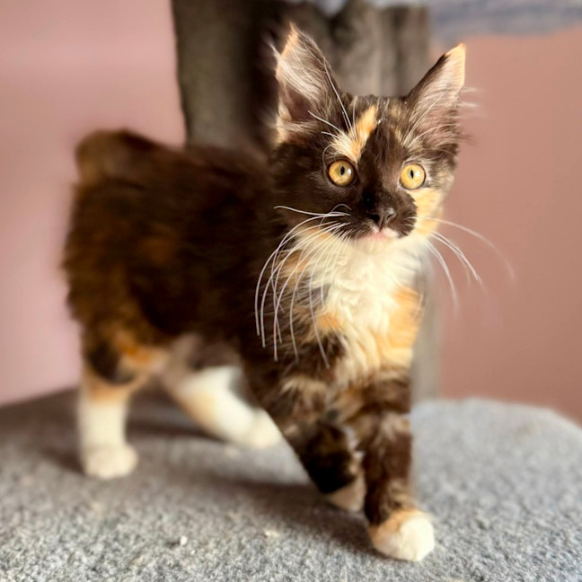 Photo of Isobel   In Foster Care In Templestowe