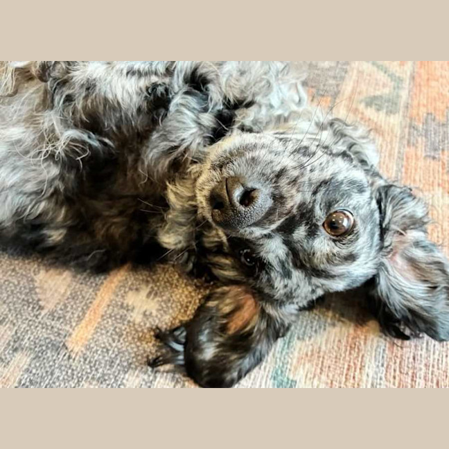 Photo of Buddy