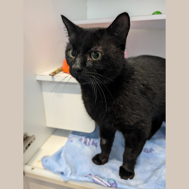 Photo of Midnight