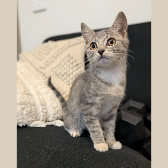 Photo of Beanz