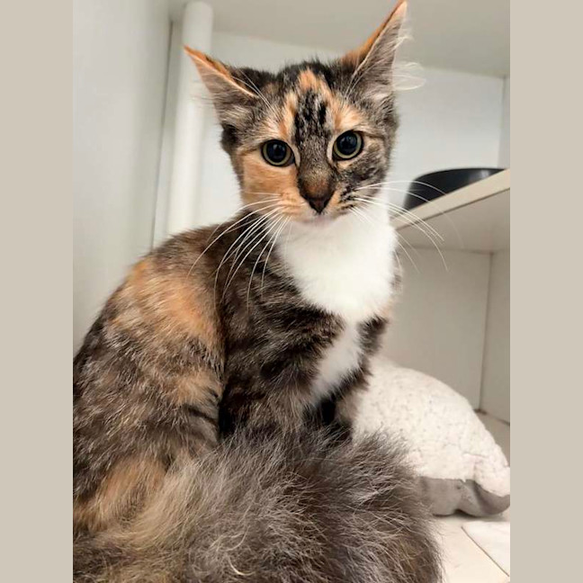 Photo of Waffle
