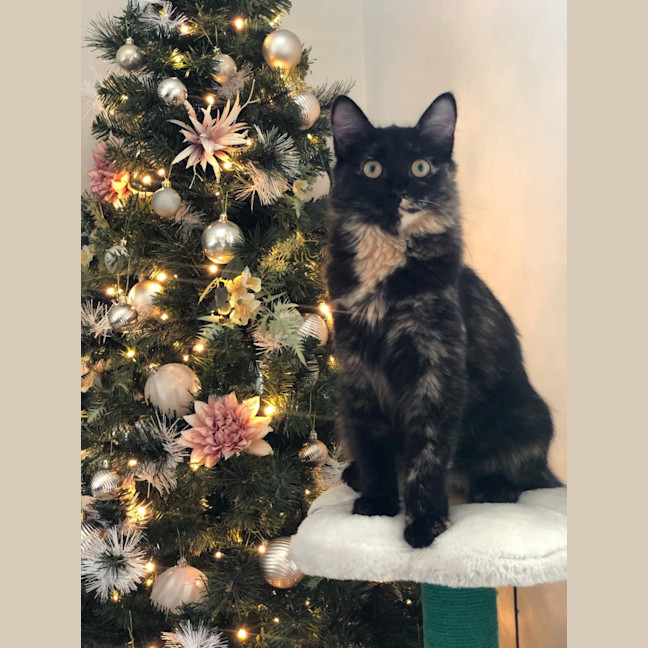 Photo of Annie 