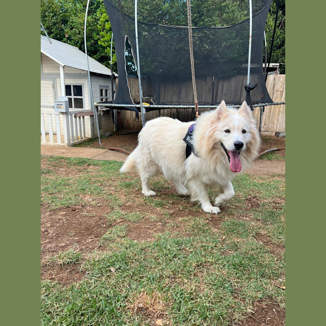 Photo of Mango Cream