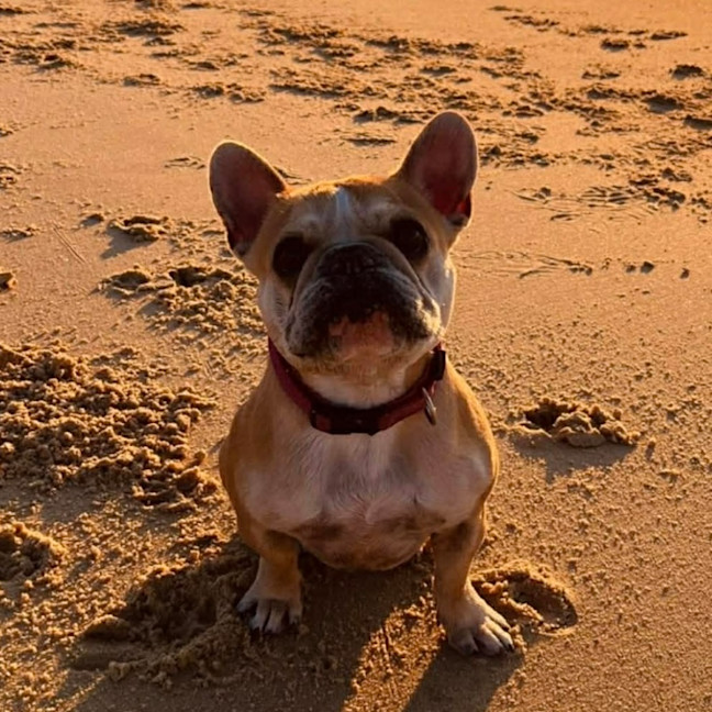 Photo of Lulu 🌸 Assisted Rehome