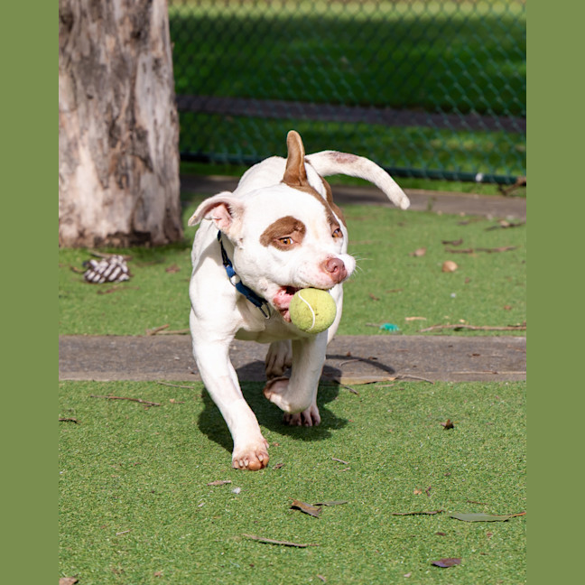 Photo of Tazzie