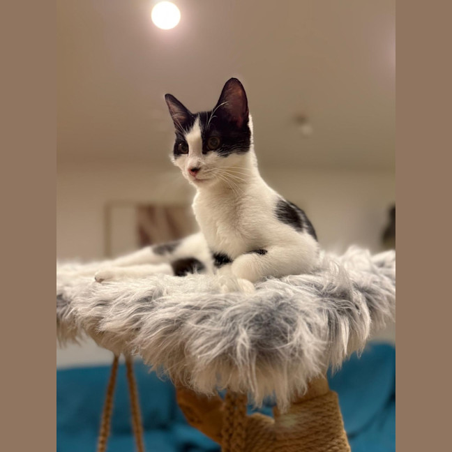 Photo of Oreo