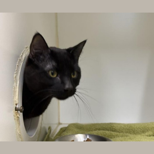 Photo of Midnight