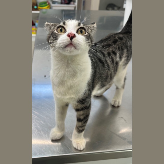 Photo of Bandar (9966)