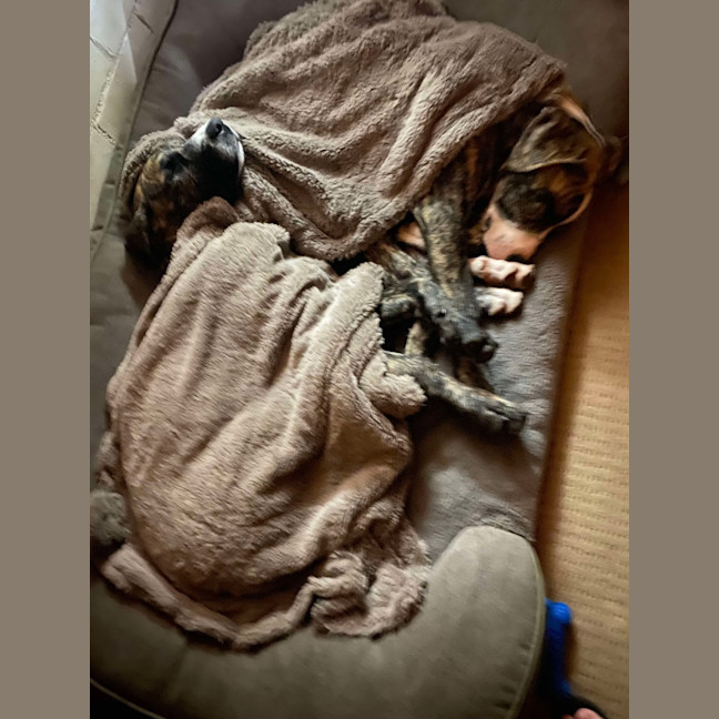 Photo of Apollo