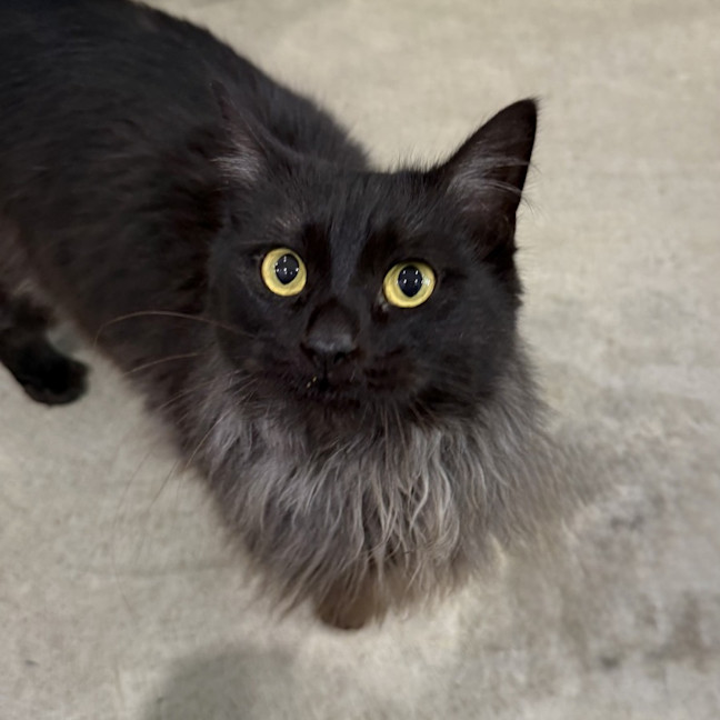 Photo of Nova