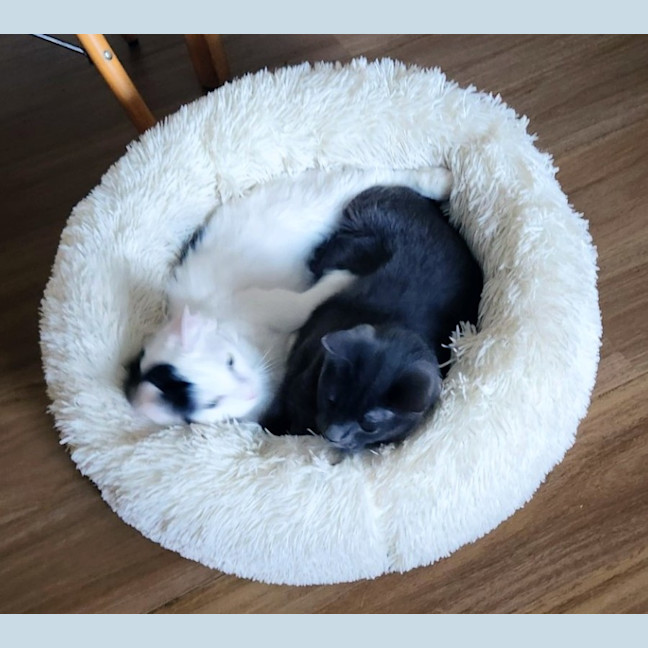 Photo of Colin & Tony (Bonded)