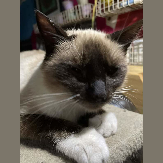 Photo of Lucky