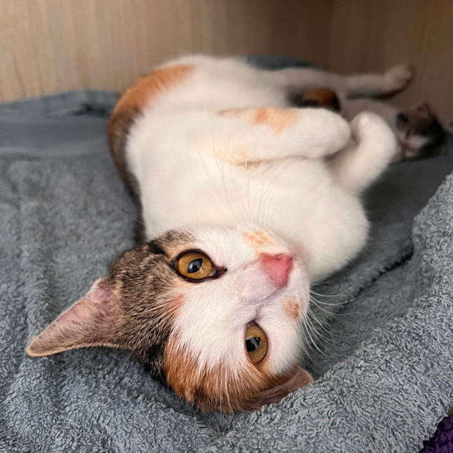 Photo of C1379 Lucky