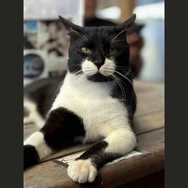 Photo of Moustache 
