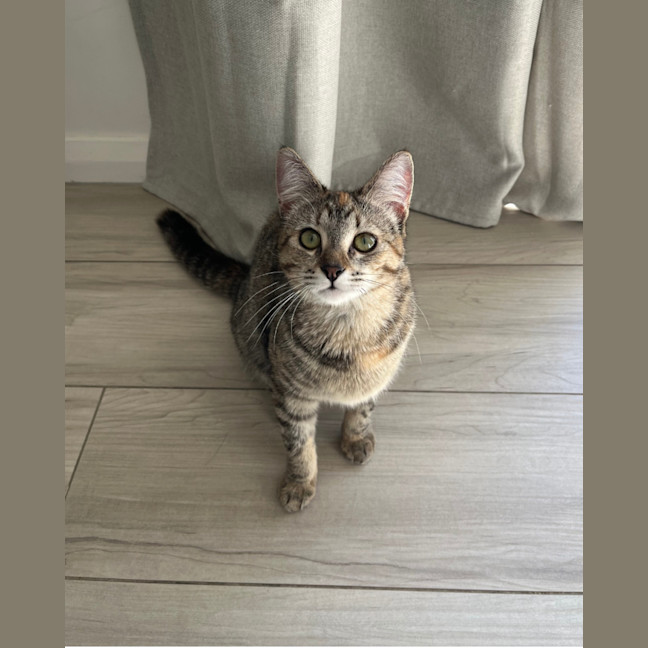 Photo of Minnie   10 Month Old Domestic Short Hair