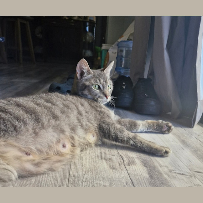 Photo of Sarabi