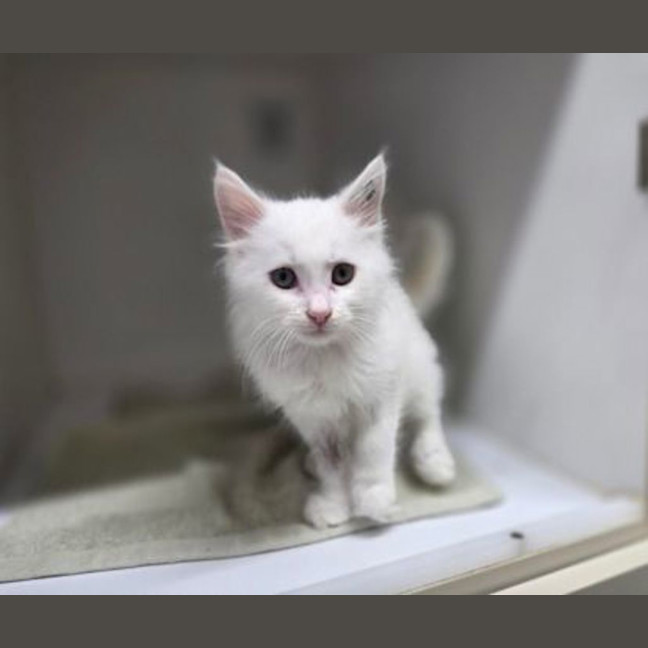 Photo of Cotton 