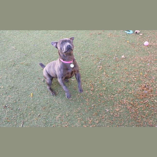 Photo of Staffiny Blue Roo