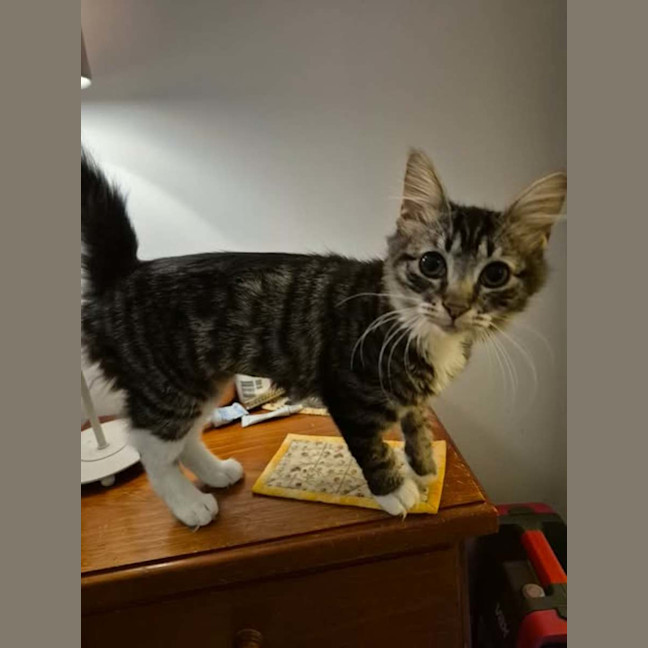 Photo of Mascara **2nd Chance Cat Rescue **