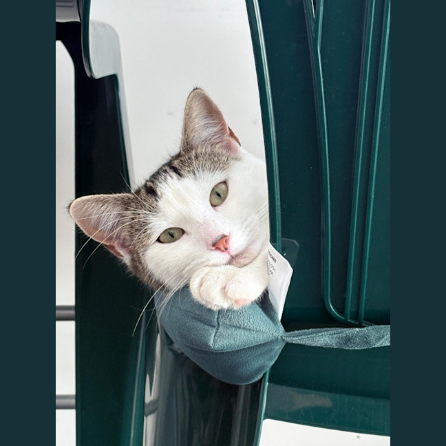 Photo of Tinkerbell 