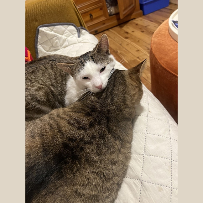 Photo of Biscuits